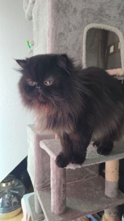 Deckkater