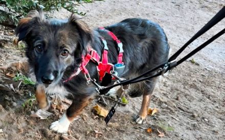 Josie, auf einer Pflegestelle in Hamburg