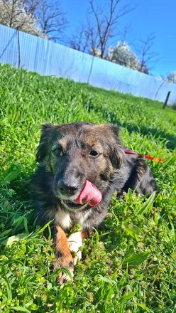 Josie, nett und freundlich