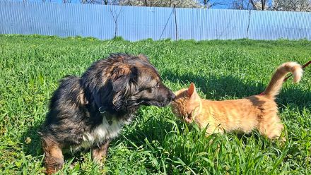 Josie, nett und freundlich
