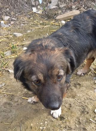 Josie, nett und freundlich