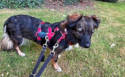 Josie, auf einer Pflegestelle in Hamburg
