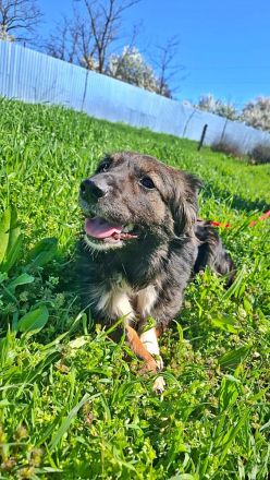 Josie, nett und freundlich