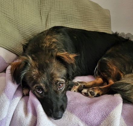 Josie, auf einer Pflegestelle in Hamburg