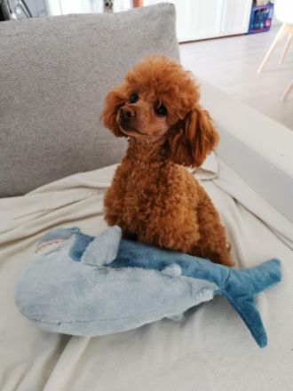Knuddelige kleine Bologneser-Toypudel-Herzensbrecher