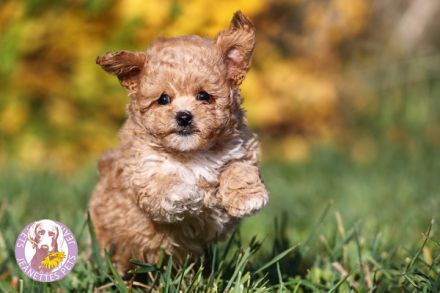 Knuddelige kleine Bologneser-Toypudel-Herzensbrecher