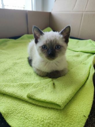 Reinrassige Siam-Kitten (Seal Point) – Verschmust & Zuckersüß!