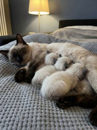 Reinrassige Siam-Kitten (Seal Point) – Verschmust & Zuckersüß!