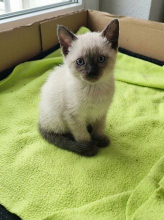 Reinrassige Siam-Kitten (Seal Point) – Verschmust & Zuckersüß!