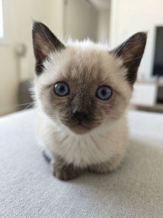 Reinrassige Siam-Kitten (Seal Point) – Verschmust & Zuckersüß!