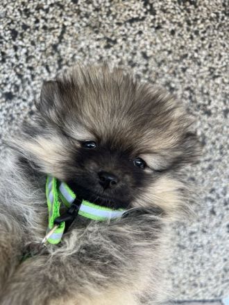 Wunderschönes Zwergspitz (Pomeranian) Mädchen