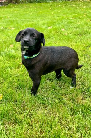 Patterdale Terrier