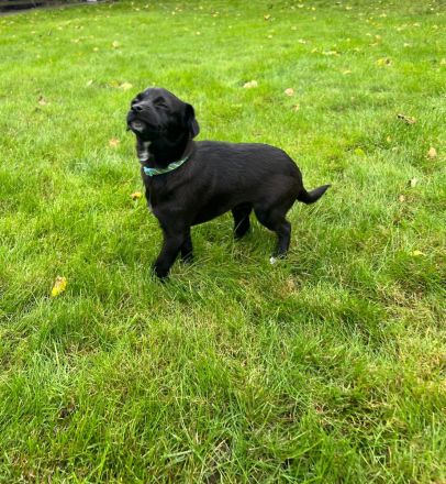 Patterdale Terrier