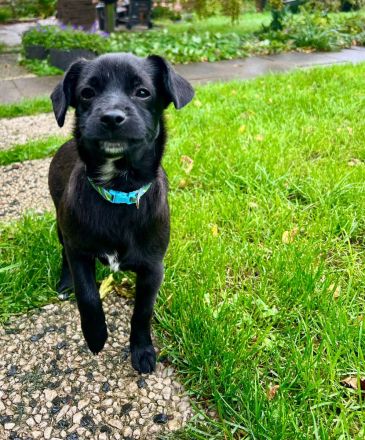Patterdale Terrier
