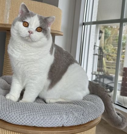 Felix vom Haus am Ring lilac-weiß