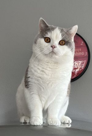 Felix vom Haus am Ring lilac-weiß