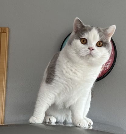 Felix vom Haus am Ring lilac-weiß