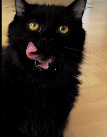 Liebevolles Zuhause für zwei junge Kater gesucht PREIS VB