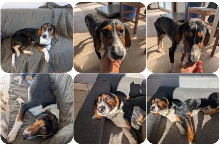 Kaami ist ein freundlicher, sanfter Jagdhund Mix, der die Nähe zum Menschen sehr genießt.