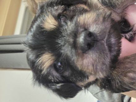 Wunderschöne Dackel-Yorkshire-Mix Welpen