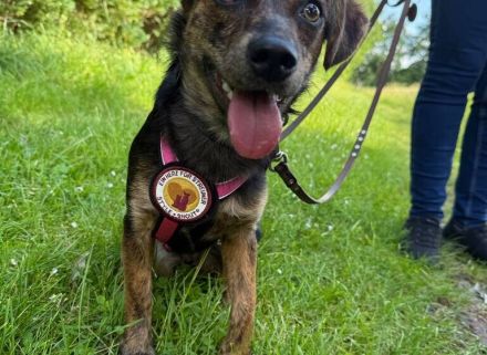Amy sucht ein freies Körbchen