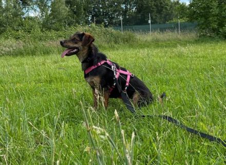 Amy sucht ein freies Körbchen