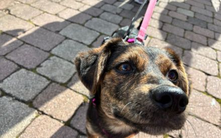 Amy sucht ein freies Körbchen