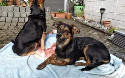 Amy sucht ein freies Körbchen