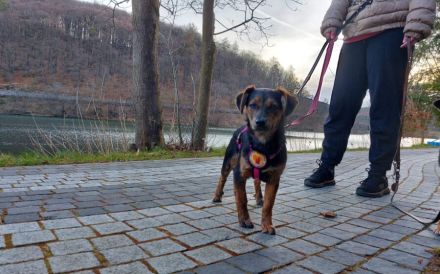 Amy sucht ein freies Körbchen
