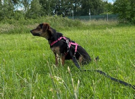 Amy sucht ein freies Körbchen