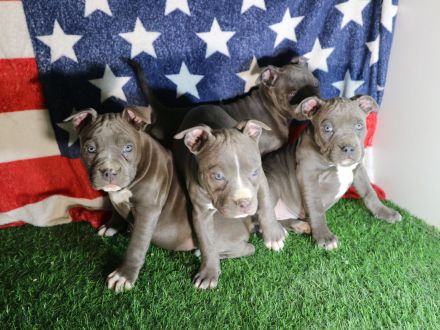 American Staffordshire terrier