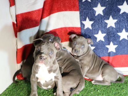 American Staffordshire terrier