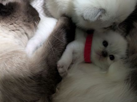 Zauberhafte Birma Siam Kitten Zwei Kitten sind bereits reserviert 🥰