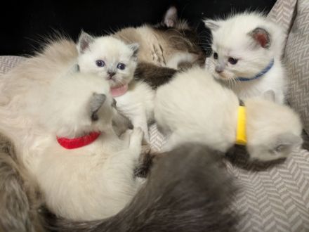 Zauberhafte Birma Siam Kitten Zwei Kitten sind bereits reserviert 🥰