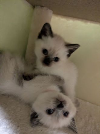 Zauberhafte Birma Siam Kitten Zwei Kitten sind bereits reserviert 🥰