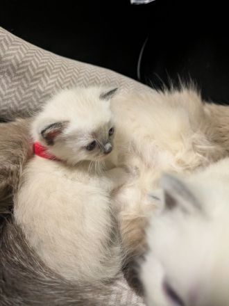 Zauberhafte Birma Siam Kitten Zwei Kitten sind bereits reserviert 🥰