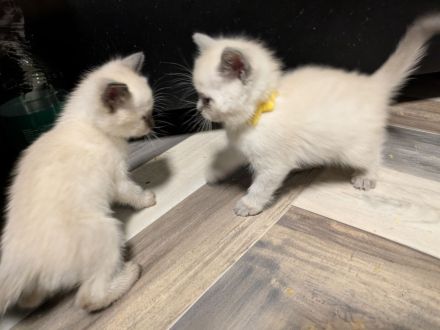Zauberhafte Birma Siam Kitten Zwei Kitten sind bereits reserviert 🥰