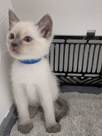 Zauberhafte Birma Siam Kitten Zwei Kitten sind bereits reserviert 🥰