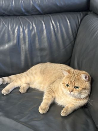 BKH Deckkater Toffee