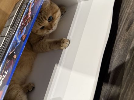 BKH Deckkater Toffee