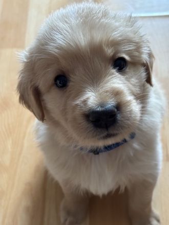 Wunderschöne Goldendoodle Welpen suchen zuhaus