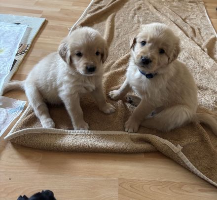 Wunderschöne Goldendoodle Welpen suchen zuhaus