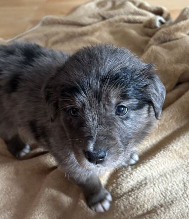 Wunderschöne Goldendoodle Welpen suchen zuhaus