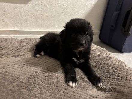 Wunderschöne Goldendoodle Welpen suchen zuhaus