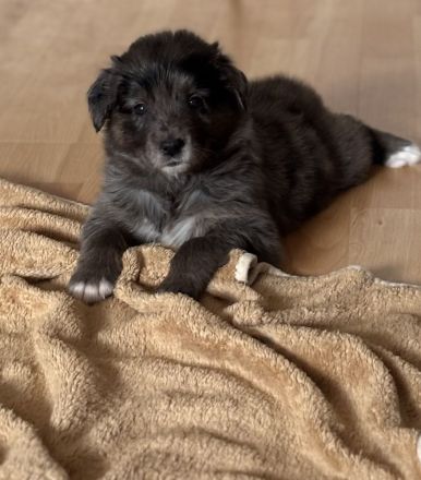 Wunderschöne Goldendoodle Welpen suchen zuhaus