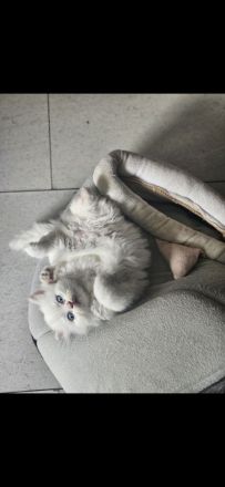 3 bkh kitten dürfen demnächst umziehen