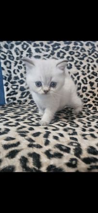 3 bkh kitten dürfen demnächst umziehen