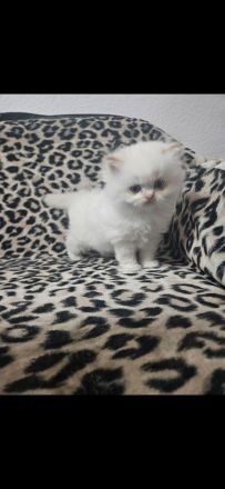 3 bkh kitten dürfen demnächst umziehen