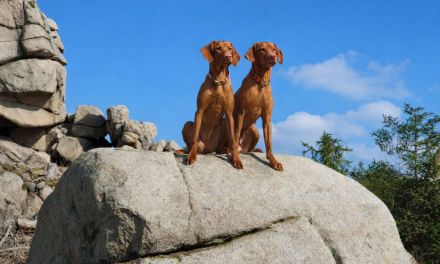 Magyar Vizsla vom Wartberg