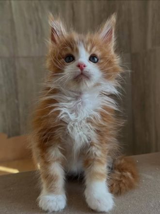 Entzückende Maine-Coon-Kätzchen suchen ein neues Zuhause
